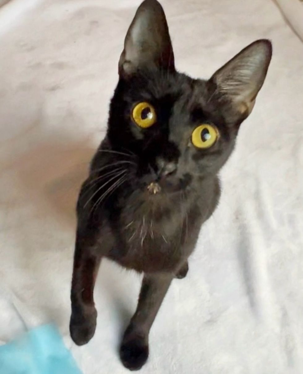 house panther cat friendly