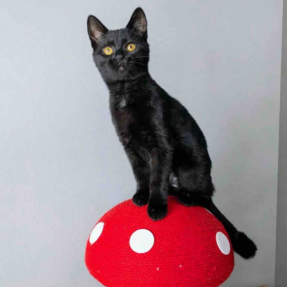 house panther cat happy