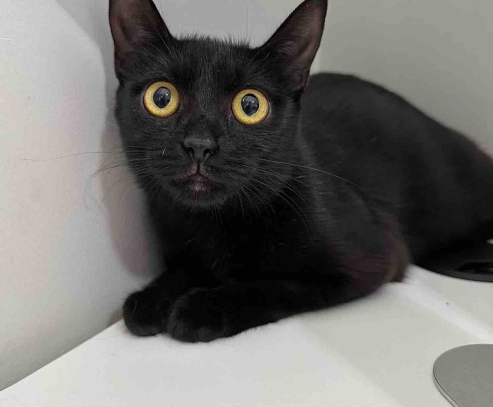 house panther cat safe