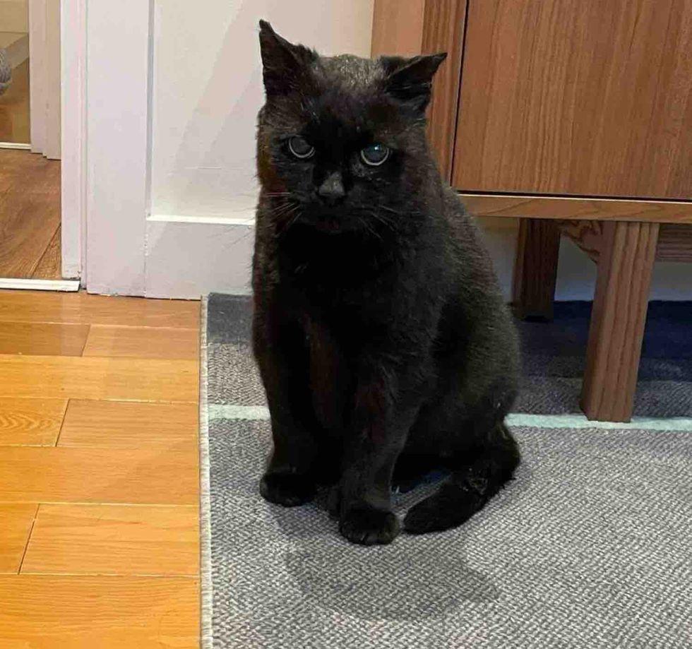 house panther cat