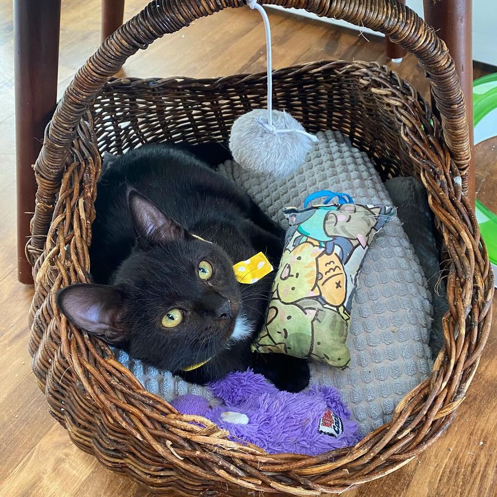 house panther kitten basket