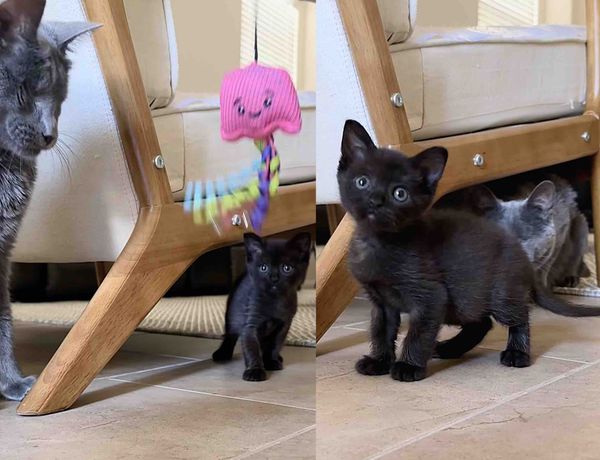 house panther kitten cat