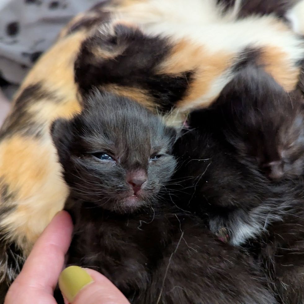 house panther kitten eyes open