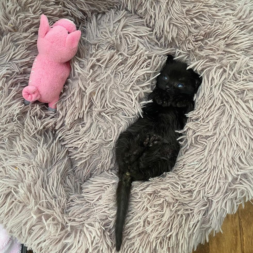 house panther kitten fluffy bed