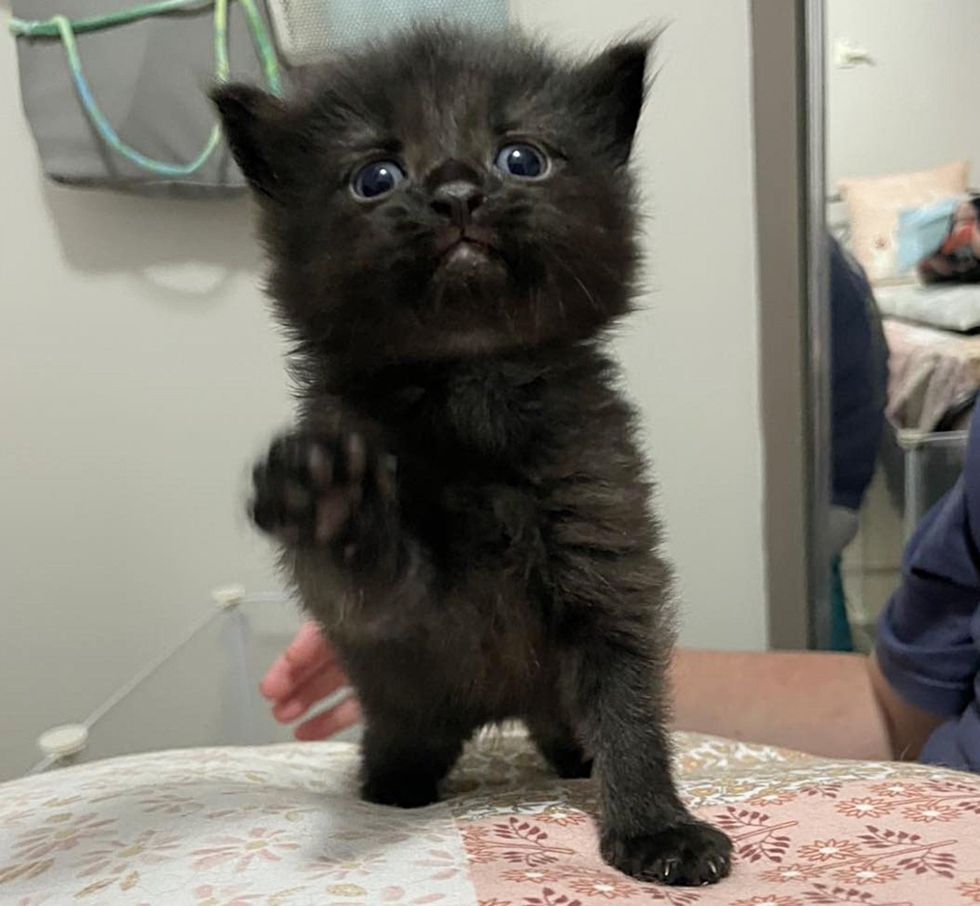 house panther kitten paw