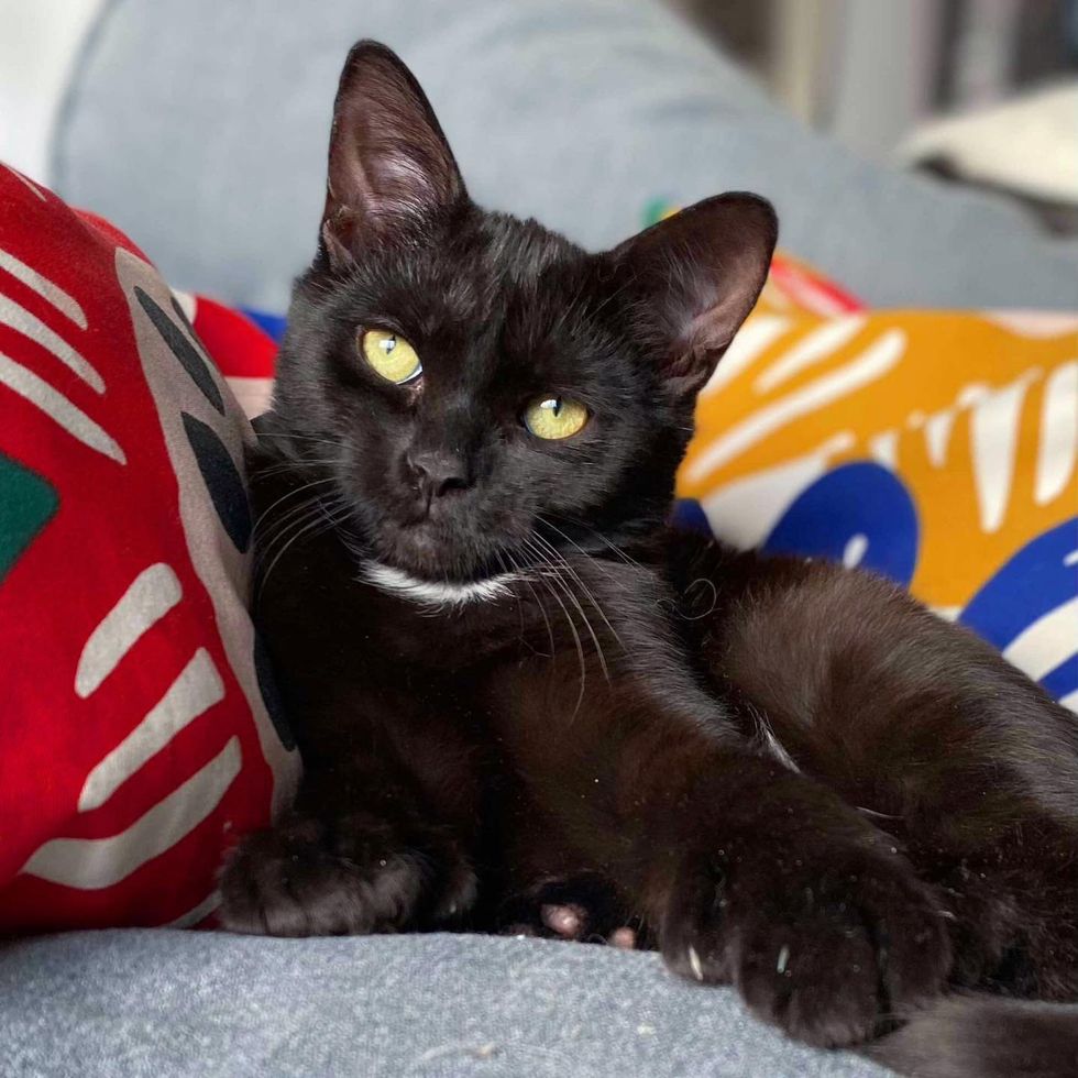 house panther kitten paws