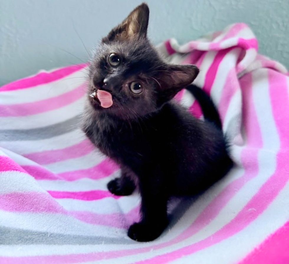 house panther kitten tongue