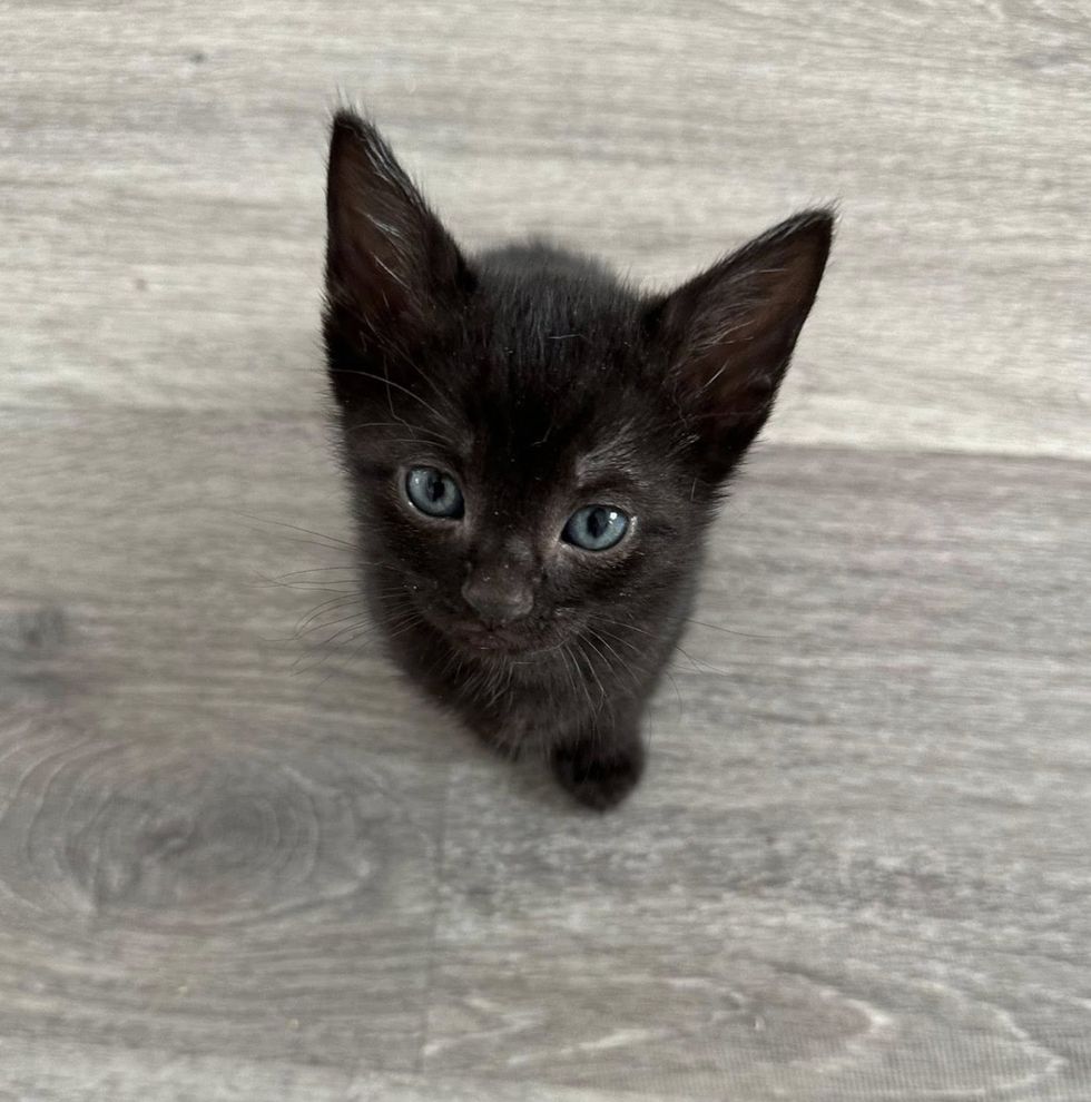 house panther kitten
