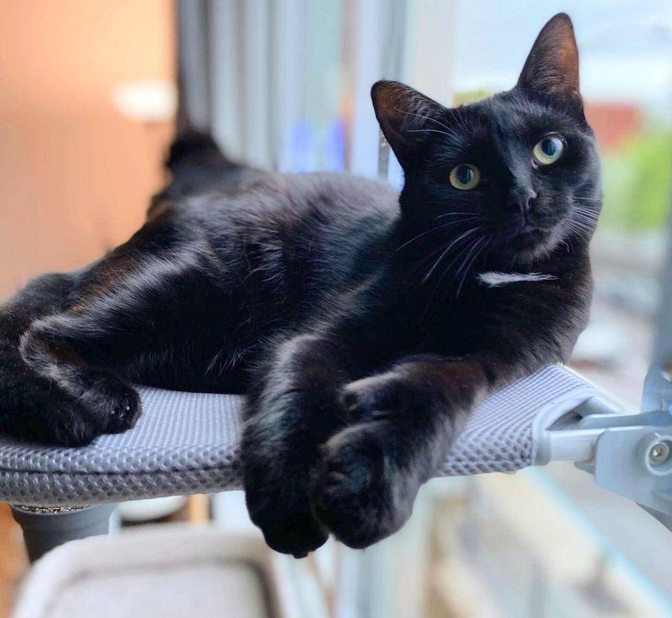 house panther kitten