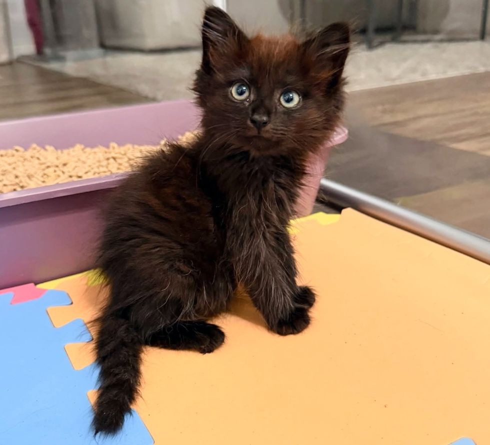 house panther kitten