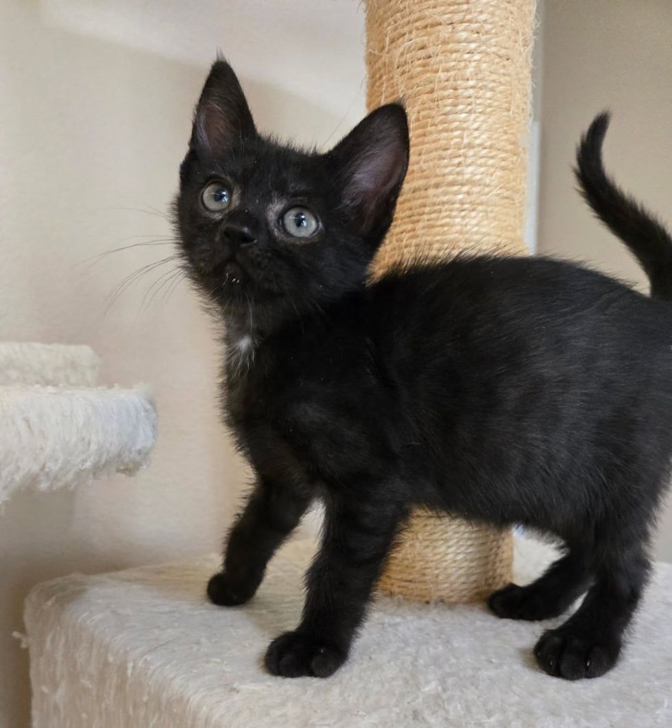 house panther kitten