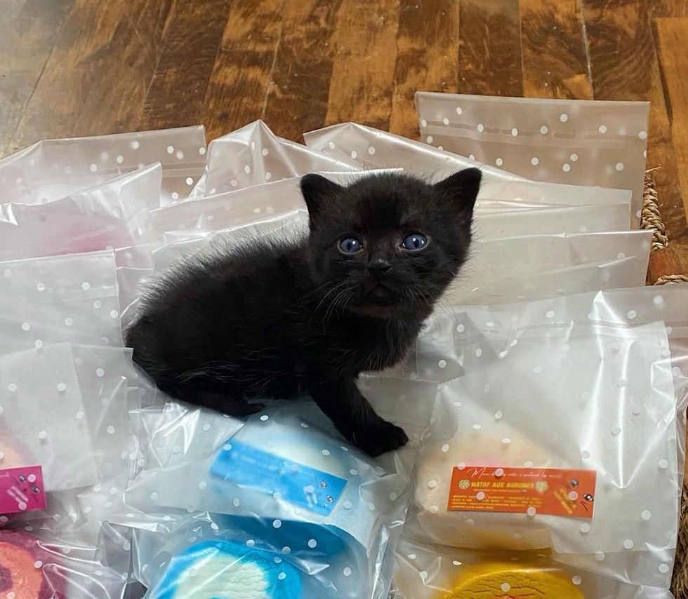 house panther kitten