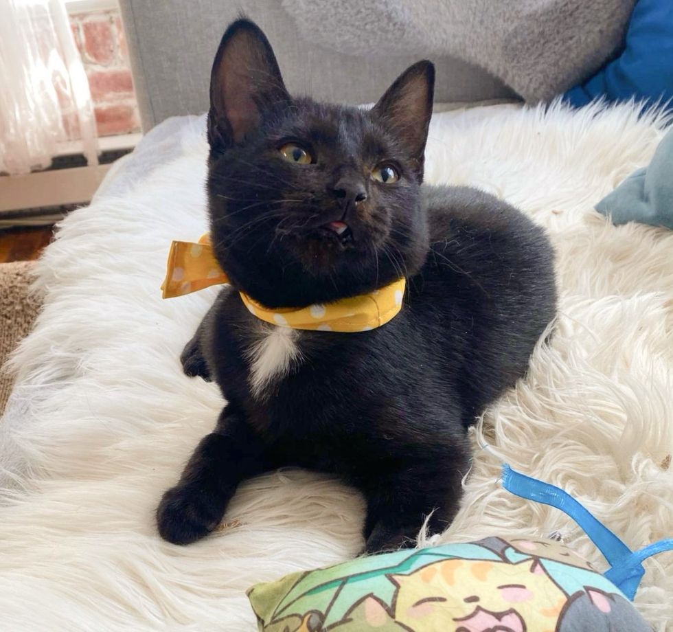 house panther kitten