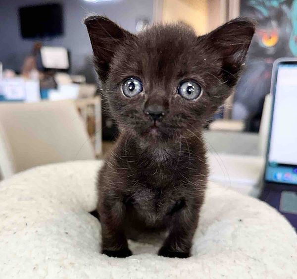 house panther kitten