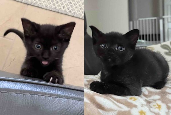 house panther kitten