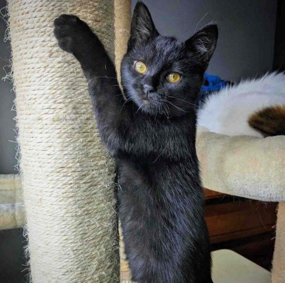 house panther kitten