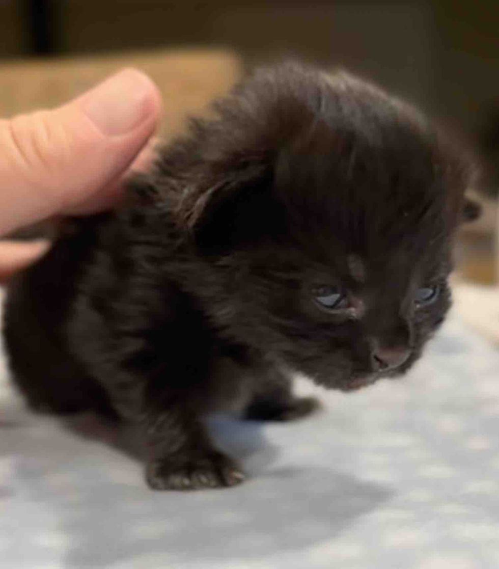 house panther kitten