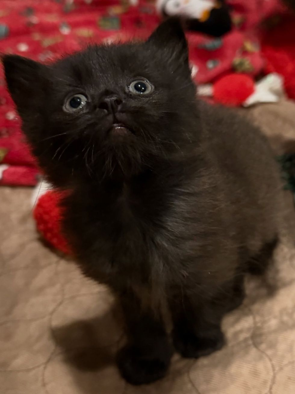 house panther little kitten