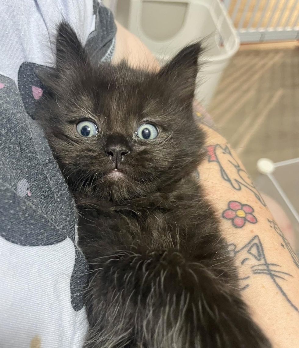 house panther snuggly kitten