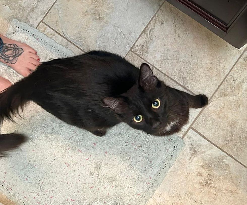 house panther stray cat