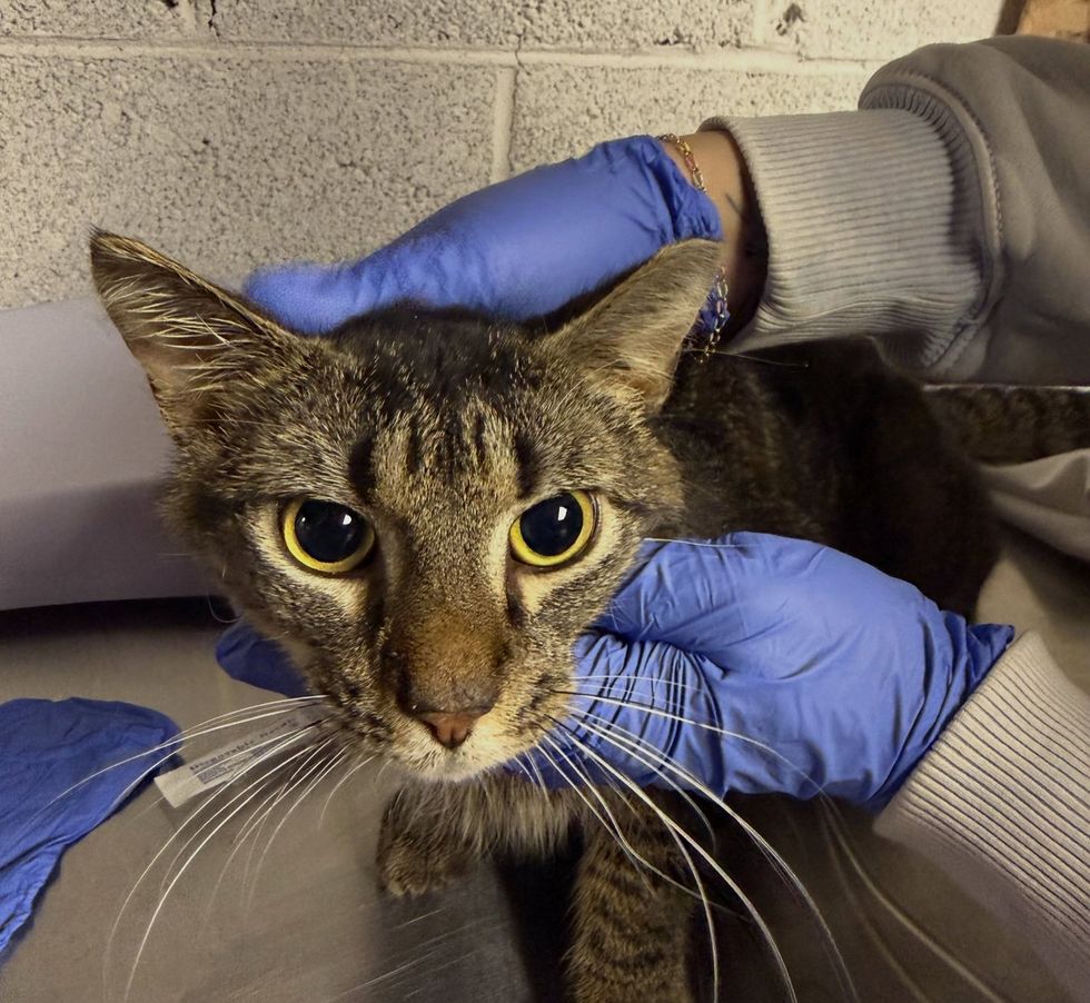 Huey at vet being examined by someone wearing blue medical gloves