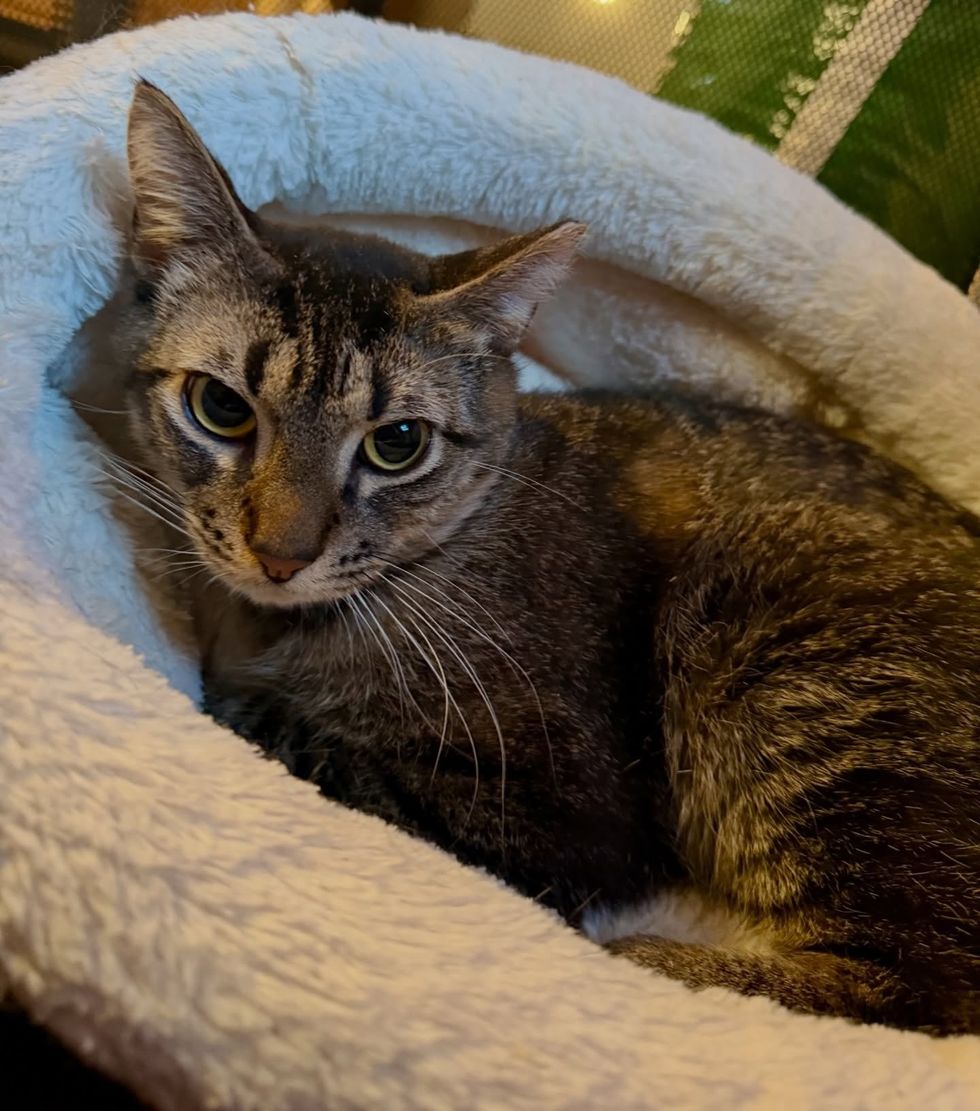 Huey curled in pink fluffy bed, settled