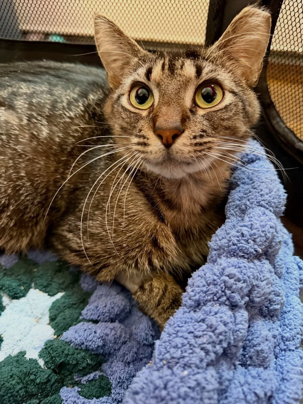 Huey in carrier with blue blanket, wide eyes looking anxious