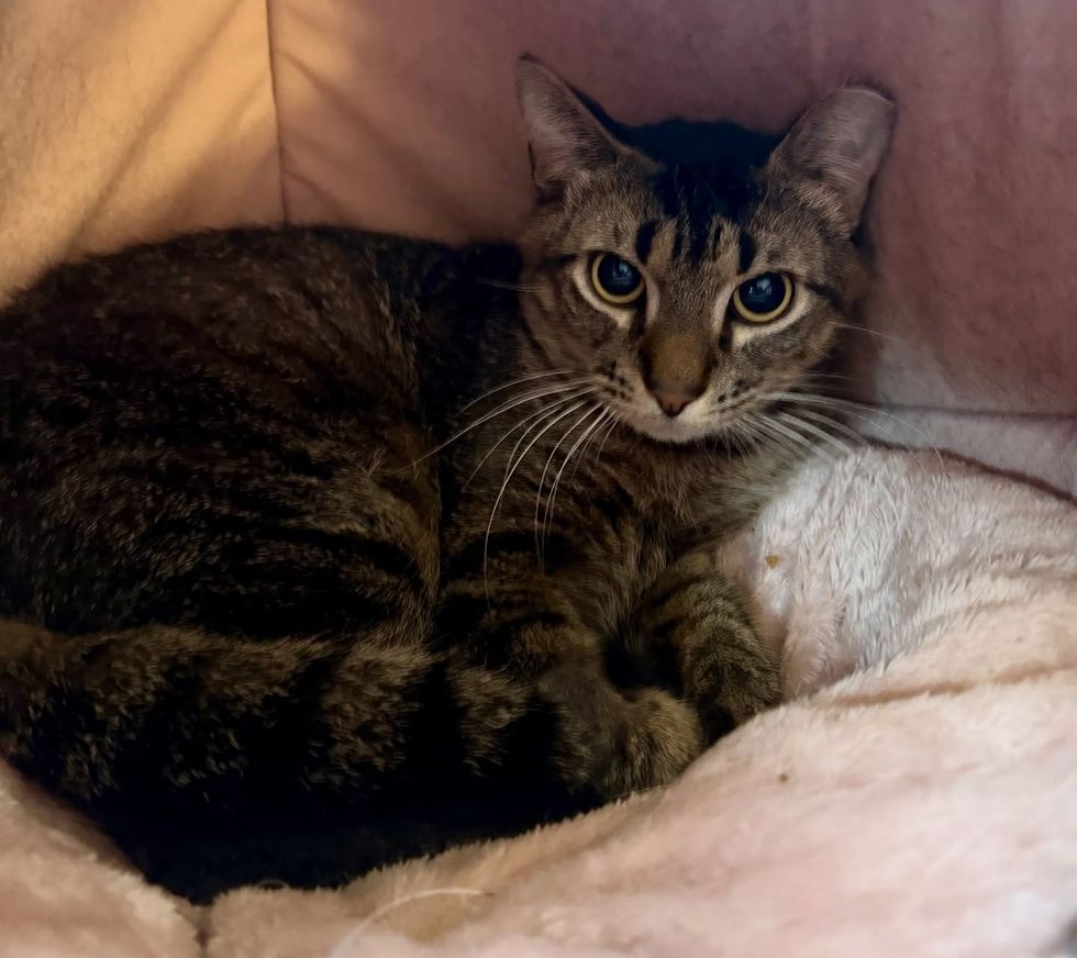Huey in white fluffy bed, soft expression