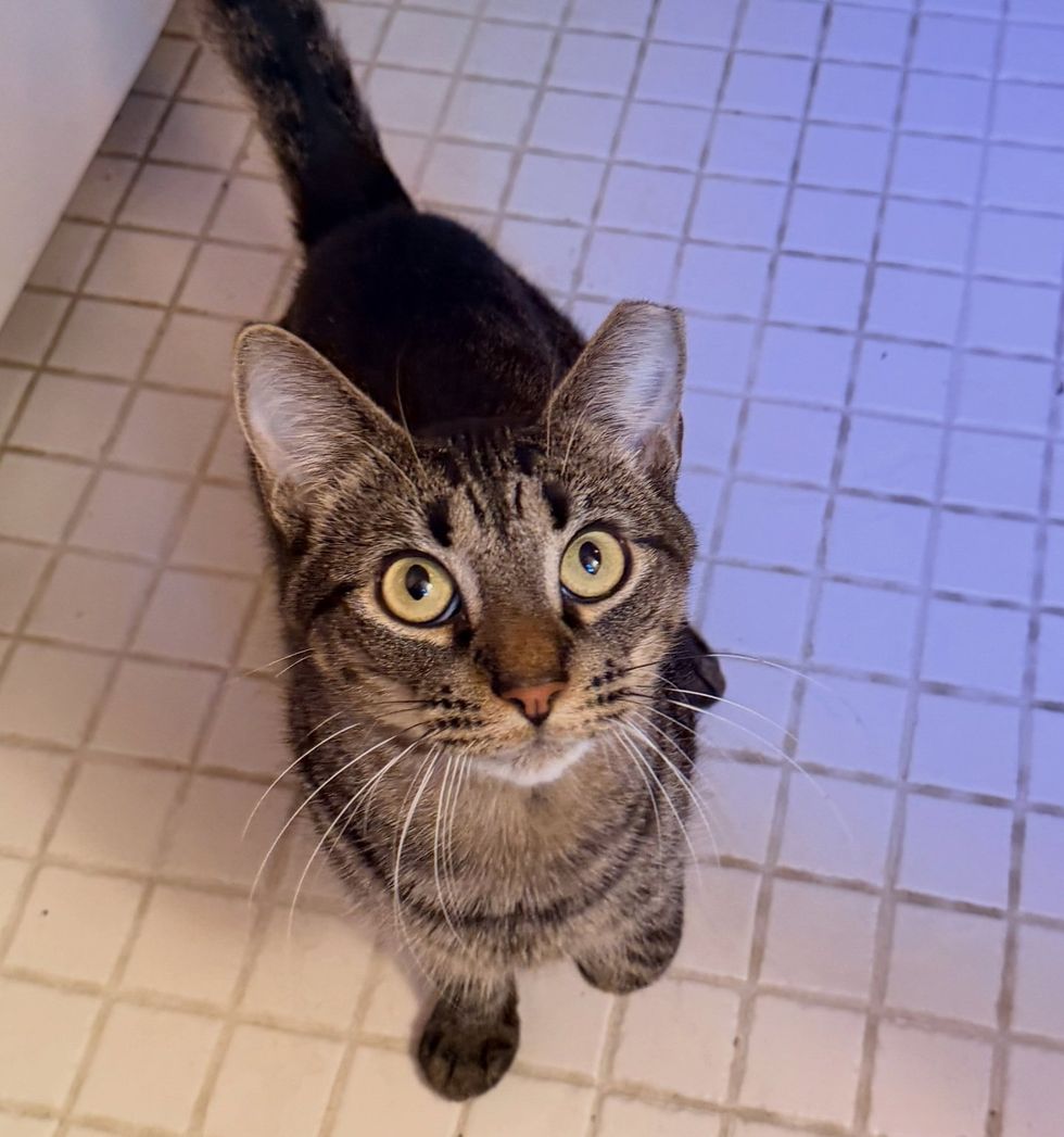 Huey looking up on white tile, vivid yellow-green eyes