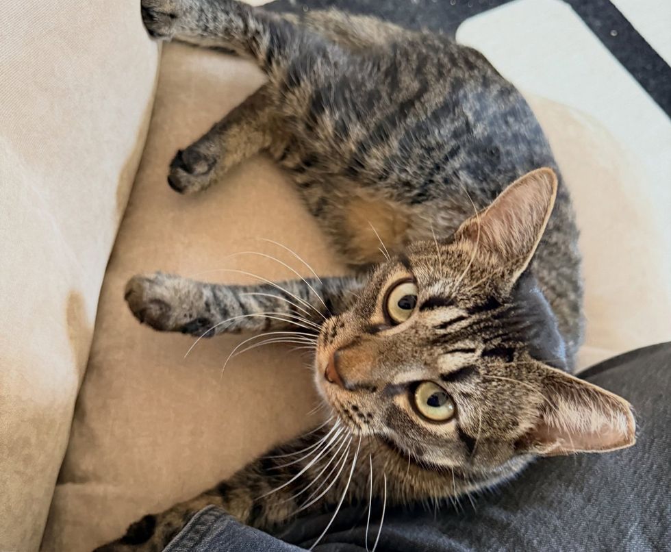 Huey lying on someones lap, on his side, completely relaxed