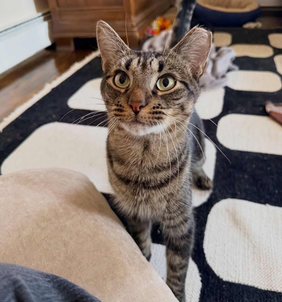 Huey standing on black and white rug, bright green eyes looking at camera