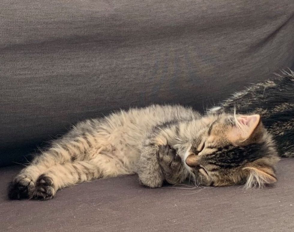 hug, sleeping cat, cute kitten