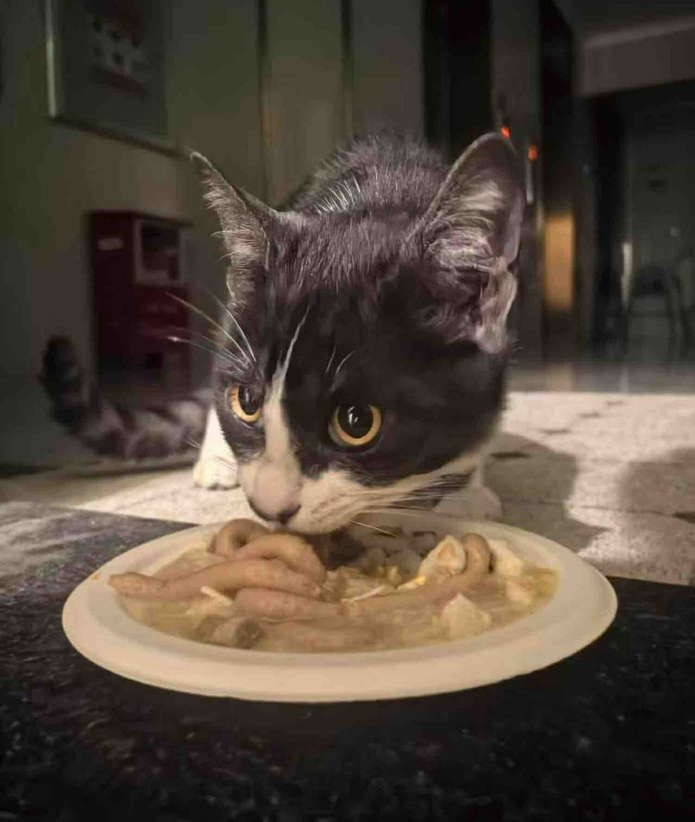 hungry cat devouring food