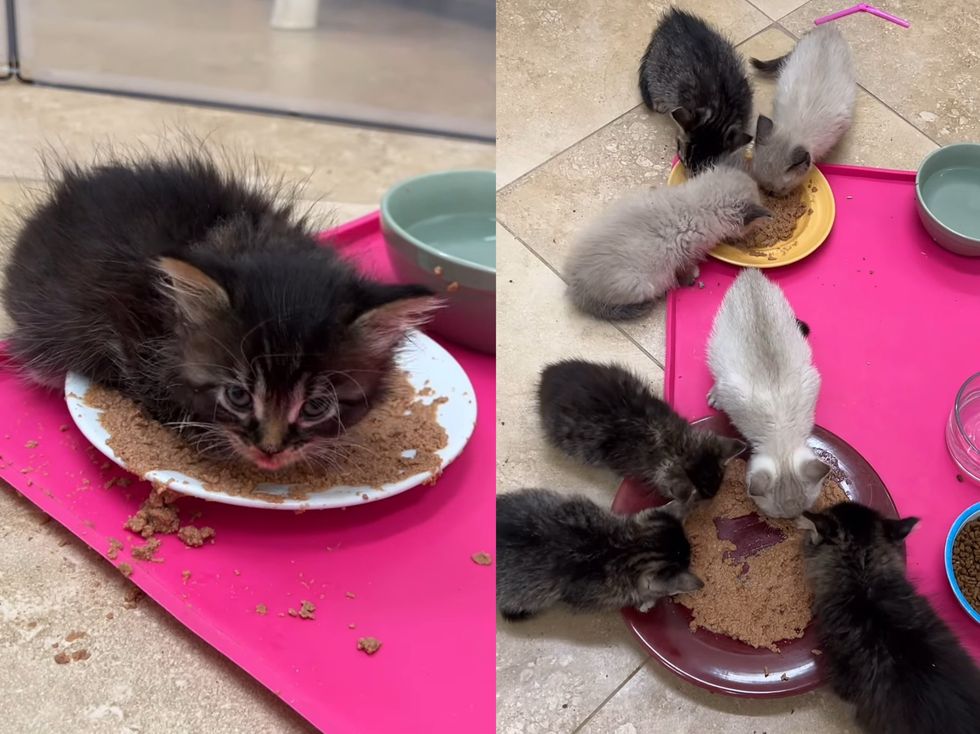 hungry kittens eating food