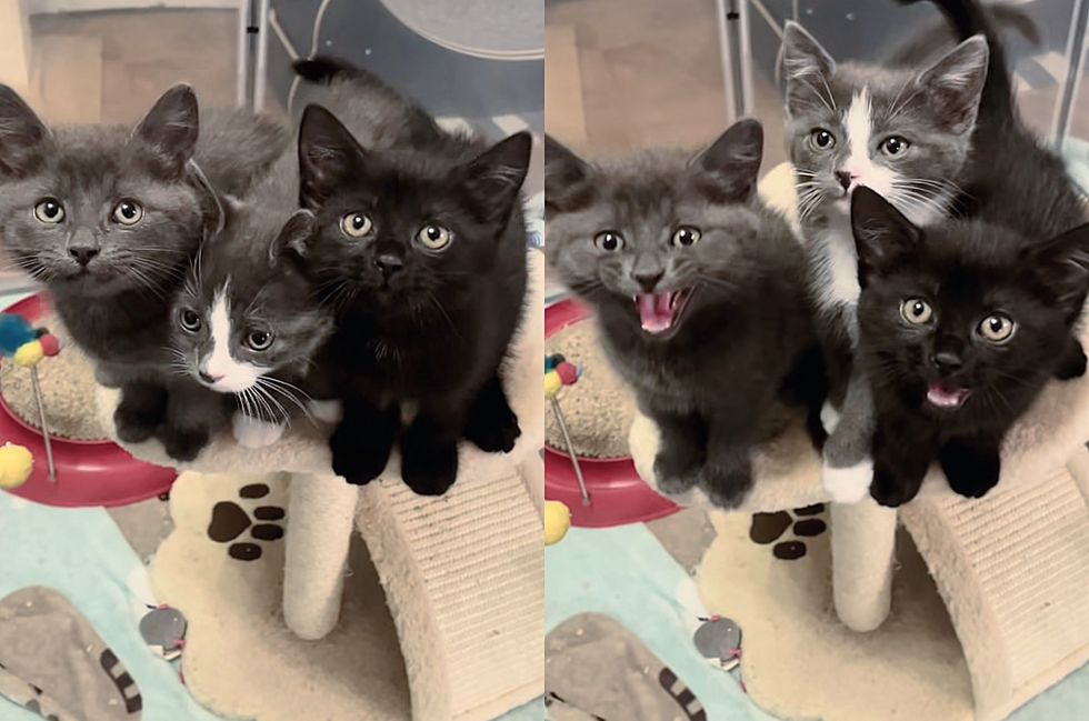 hungry kittens meowing