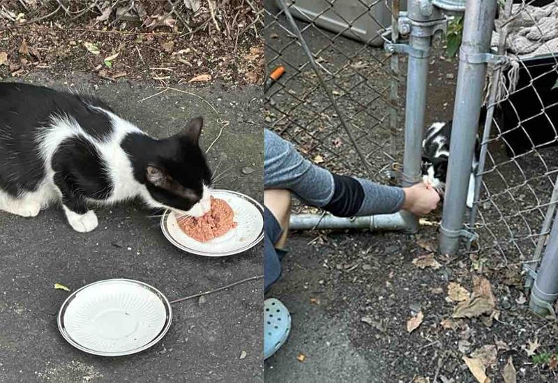 hungry stray cat eating