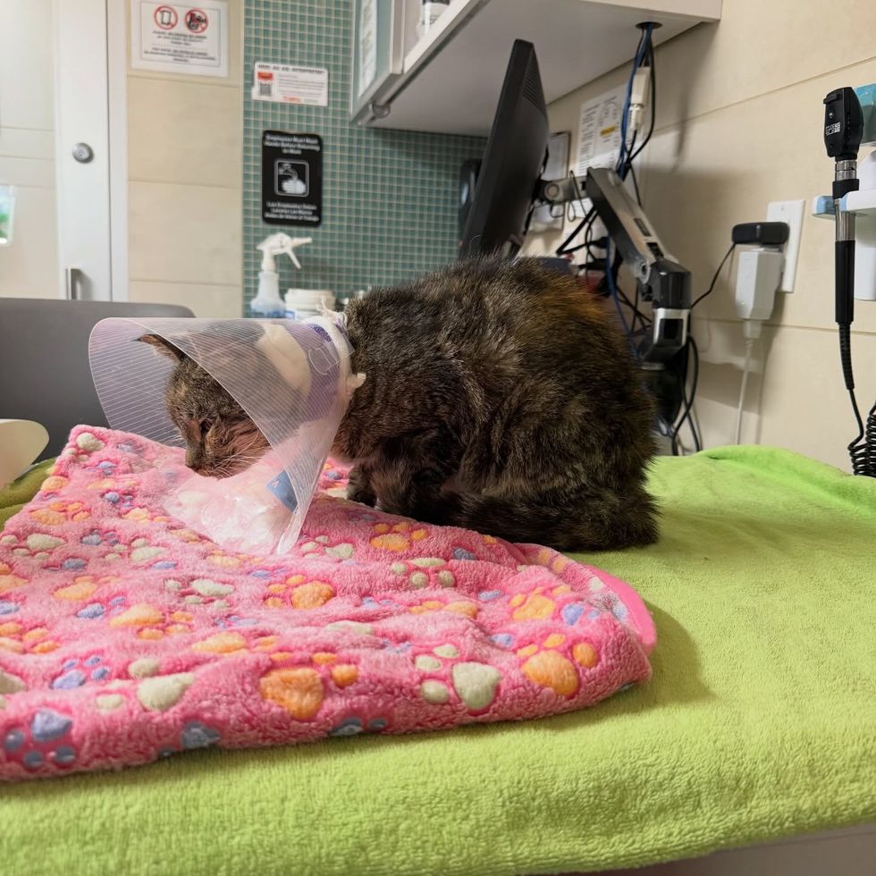 ill cat at vet office being taken car of