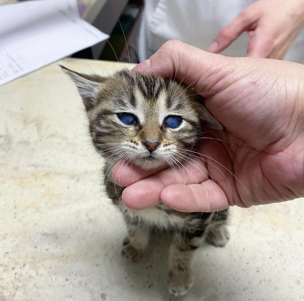 ブリスの緊急治療