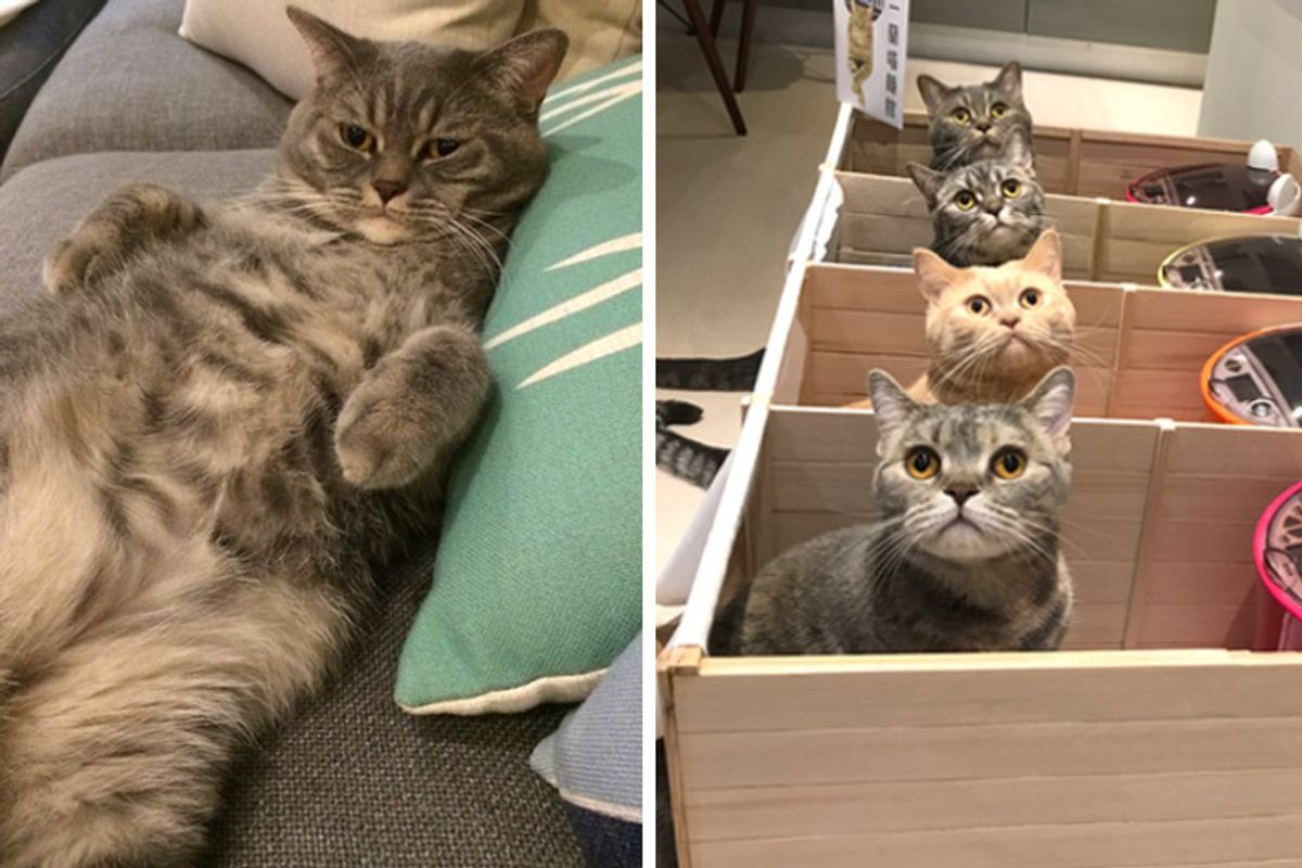 Chubby Cat Kept Eating More Than His Share, His Humans Came Up with Brilliant Idea...