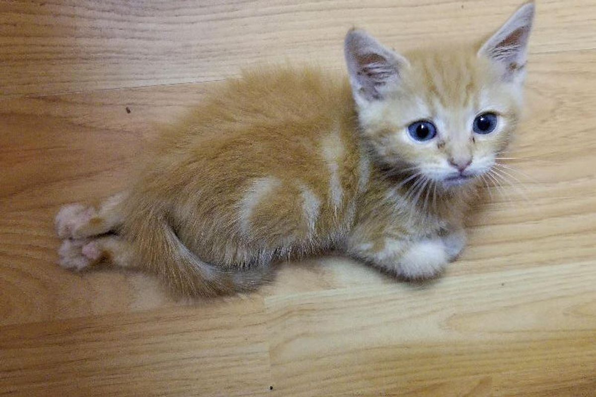 Kitten Can't Use His Back Legs But He Proves He Has So Much to Love...
