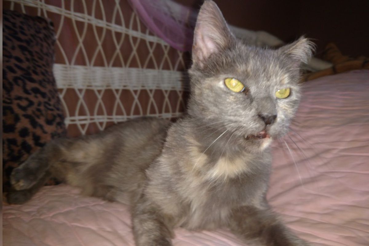 Shelter Staff Cry When 15-year-old Cat Finds Home After Waiting for Nearly 5 Years...