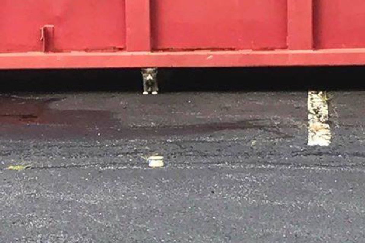 Kitten Comes Out From Underneath Large Dumpster Leads Rescuers to His Siblings...