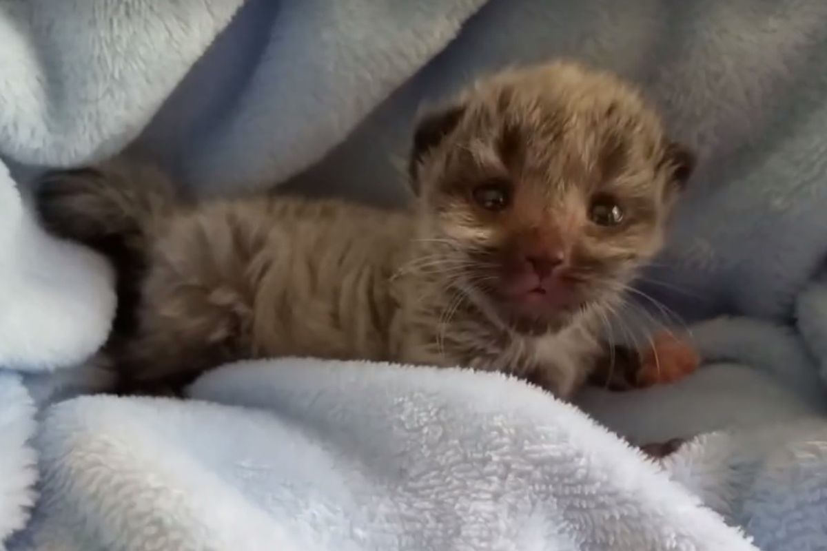 Kitten Born 2 Days Early Surprises Rescuers When He Grows Silver Coat...