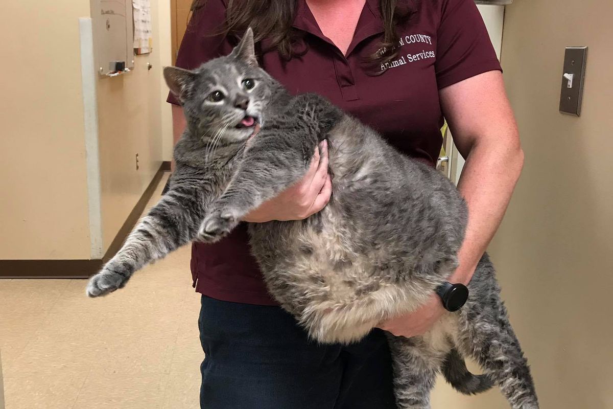 Rescue Stray Too Large To Fit in Kitty Pen Finds A Solution in Break Room...