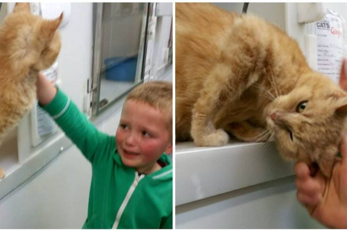 5-year-old Boy Burst into Tears When He Found His Long Lost Feline Friend..