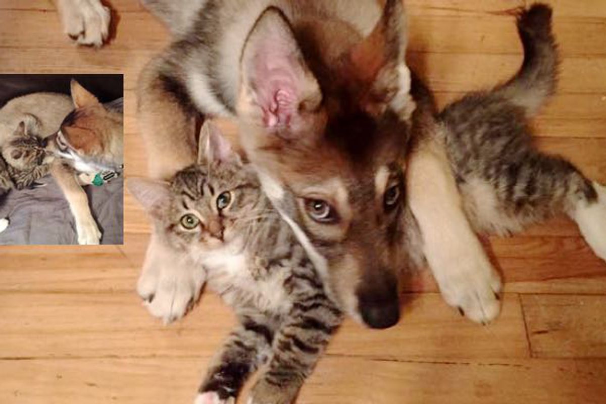 What They Get When They Let Their Puppy Pick Out a Kitten.