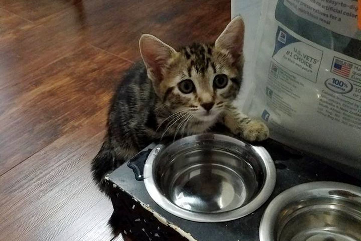 Man Found Kitten On His Doorstep Next to a Box, Meowing for Help, A Few Pets Later...