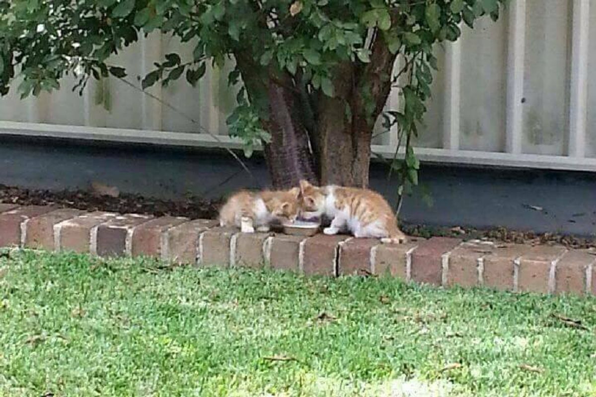 Woman Found Blind Twin Kittens Who Have Each Other No Matter What...