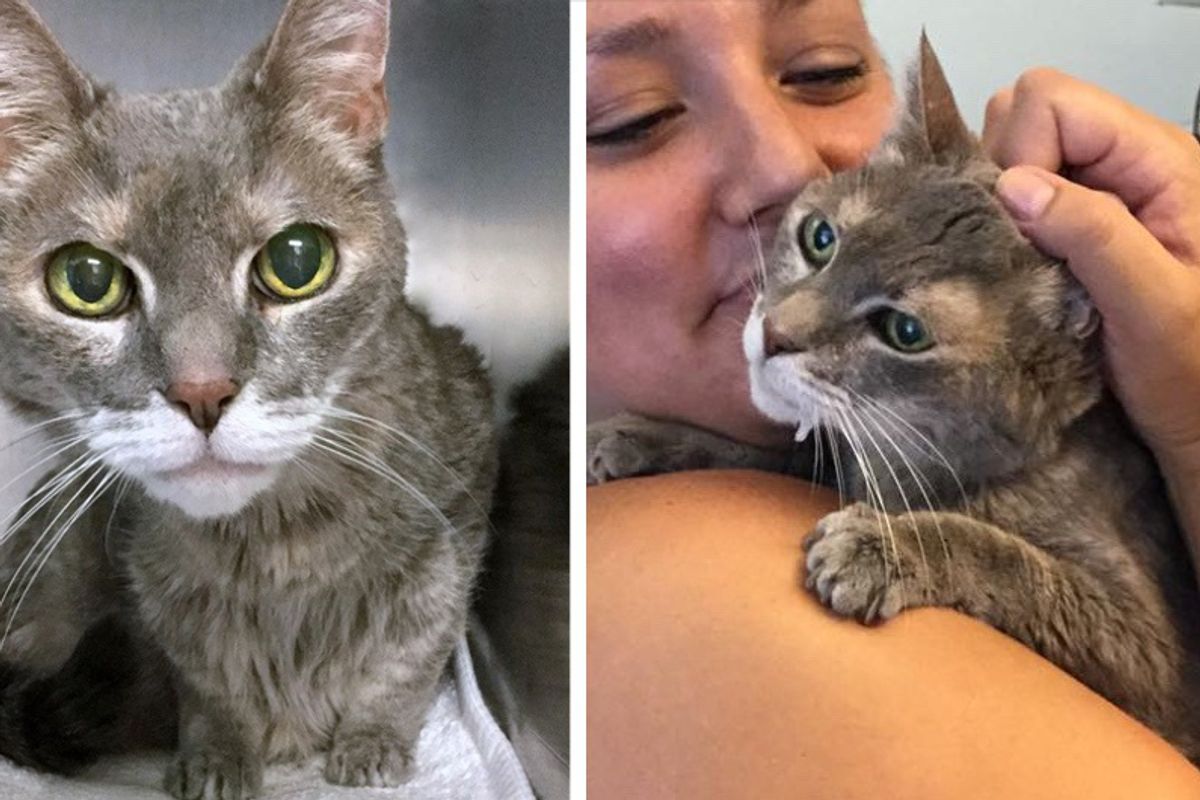 Woman Asks for "Least Adoptable" Cat and Finds 15 Year Old Blind, Deaf Kitty Waiting for Her...