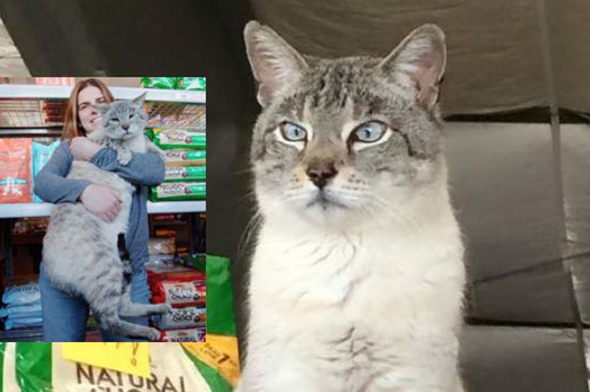 Giant 25 Pound Stray Becomes Store Cat and Helps Other Kitties Get Adopted!